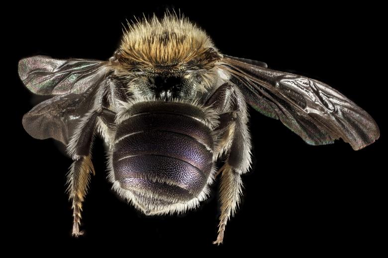 Free stock image of Mason Bee created by Pixabay