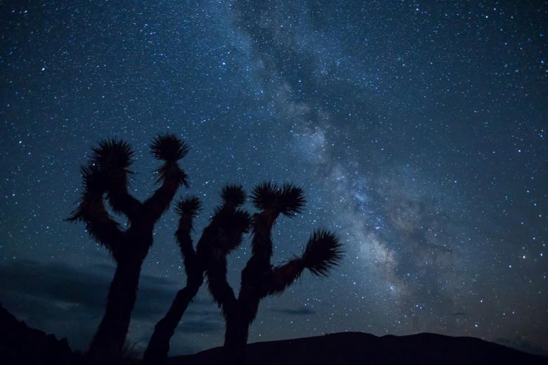 Free stock image of Cactus in the Desert created by Pixabay