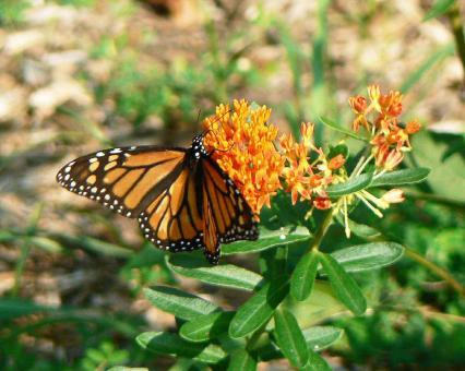 Free Stock Photo of Monarch Butterfly on the Flowers