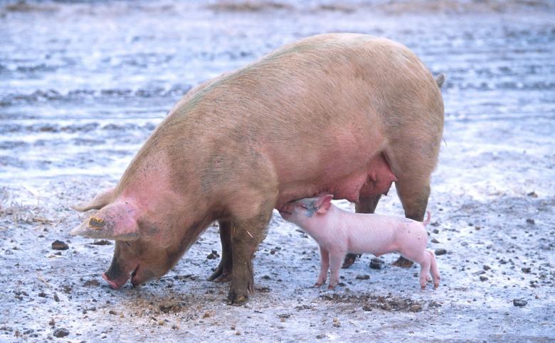 Free stock image of Wild Pig Feeding created by Pixabay