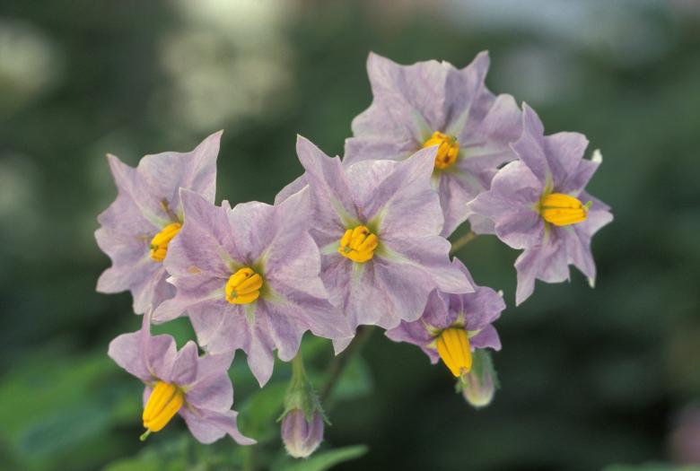 Free stock image of Potato Flower created by Pixabay