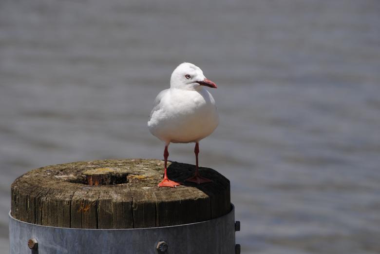 Free stock image of Seagull on the Wood created by Pixabay