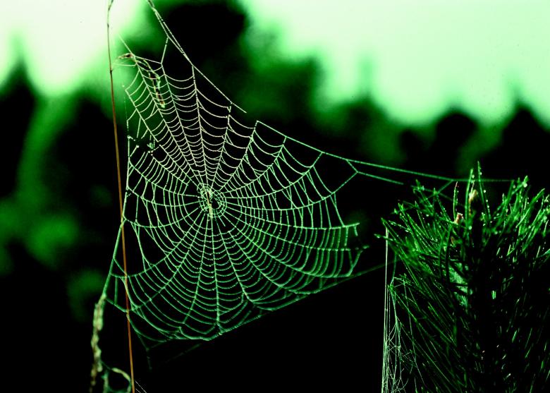 Free stock image of Spider Web created by Pixabay