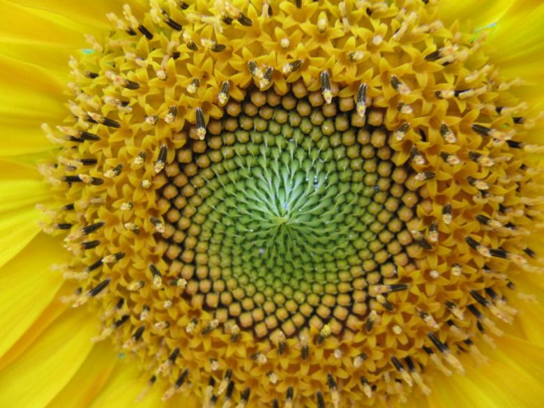 Free stock image of Sunflower Closeup created by Pixabay
