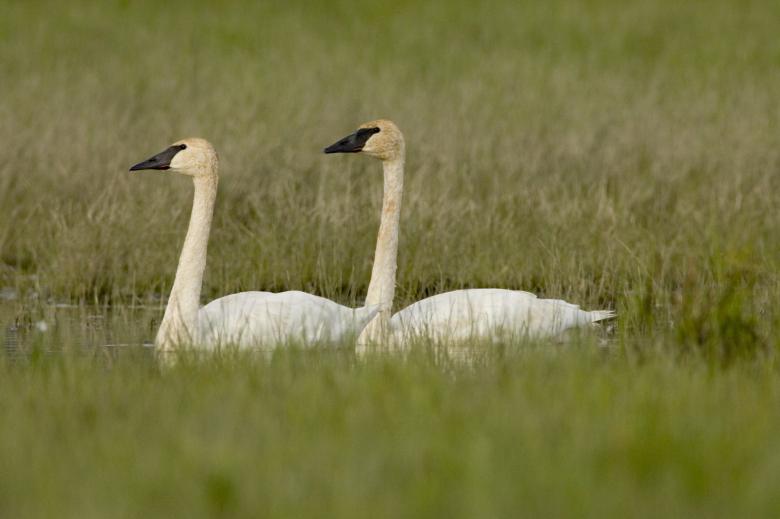 Free stock image of Trumpeter Swans created by Pixabay