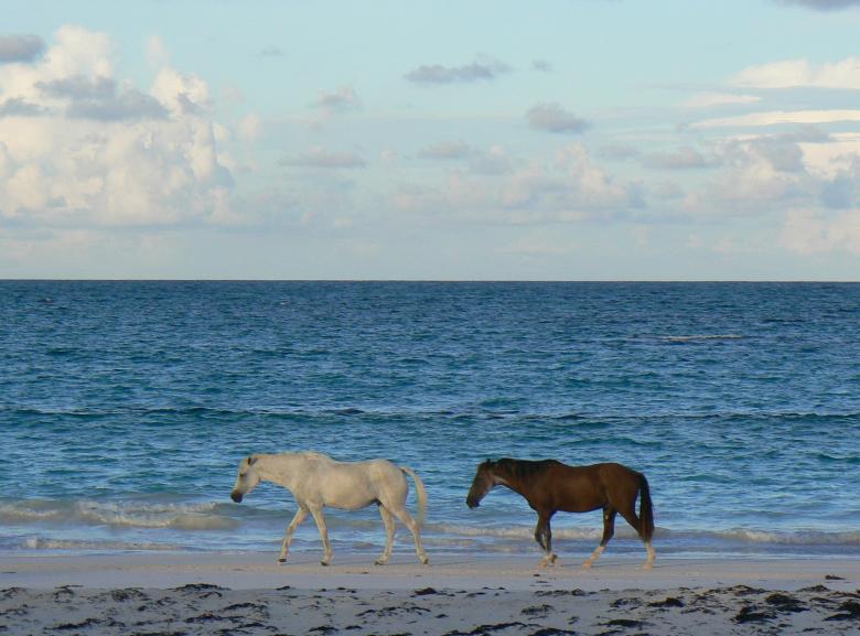 Free stock image of Wild Horses on the Shore created by Pixabay