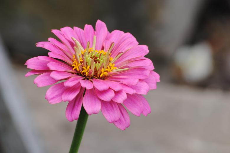 Free stock image of Fresh Zinnia created by Pixabay