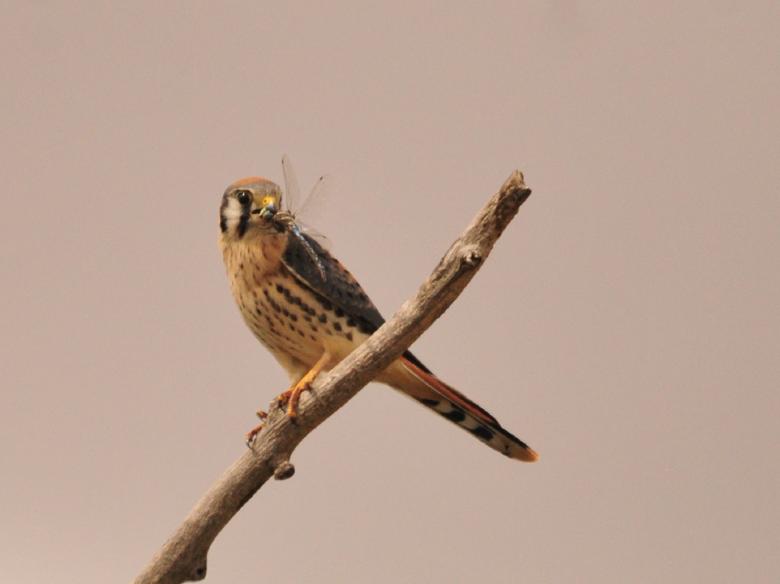 Free stock image of American Kestrel  created by Pixabay