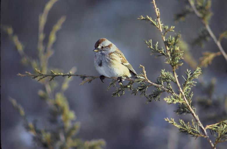 Free stock image of American Tree Sparrow created by Pixabay