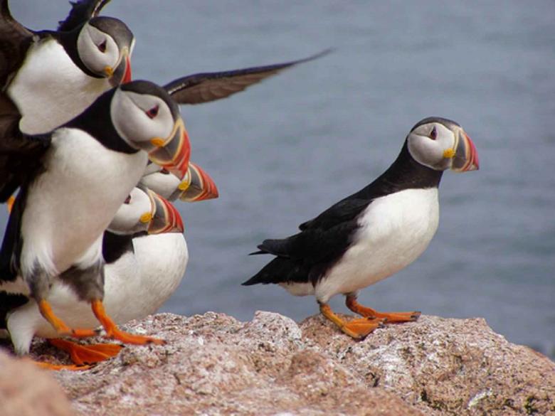 Free stock image of Atlantic Puffins created by Pixabay