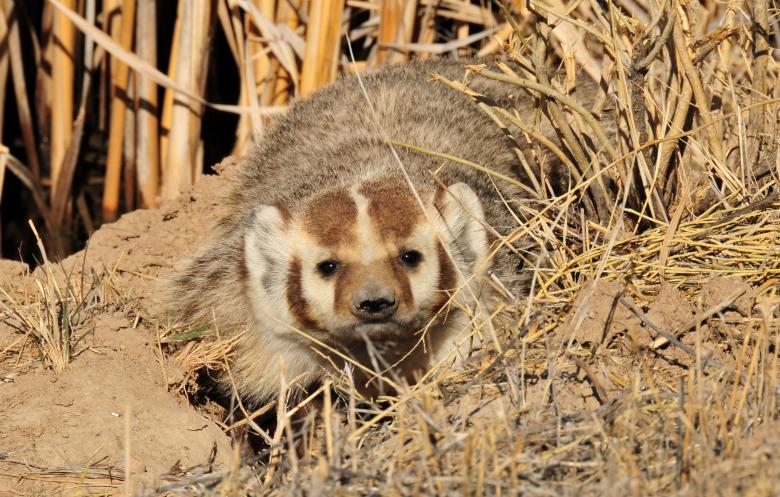 Free stock image of Badger Trying to Hide created by Pixabay