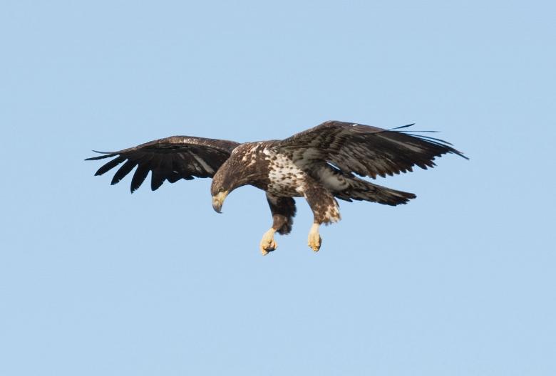 Free stock image of Bald Eagle created by Pixabay