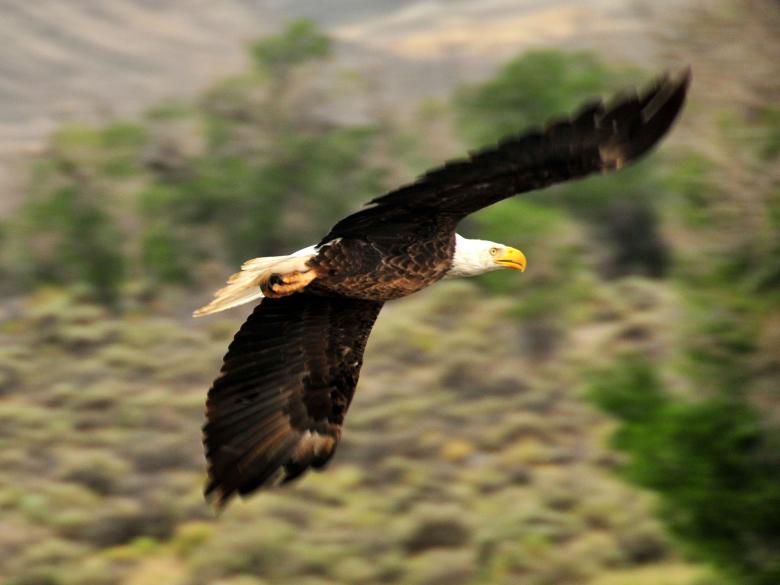 Free stock image of Bald Eagle created by Pixabay