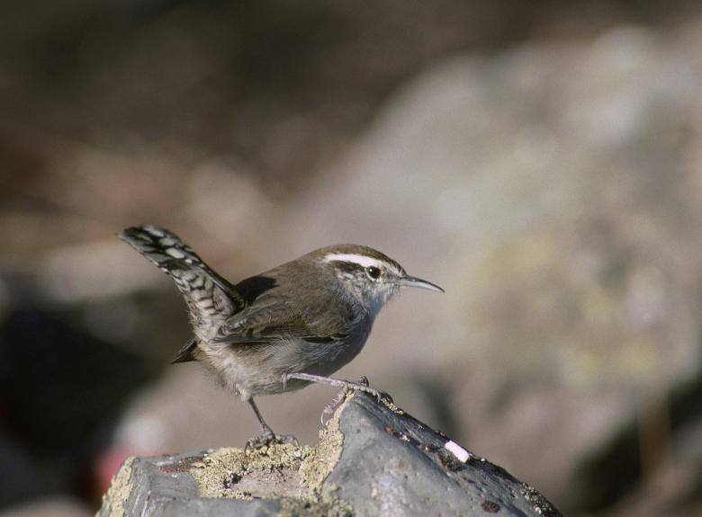 Free stock image of Bewicks Wren created by Pixabay