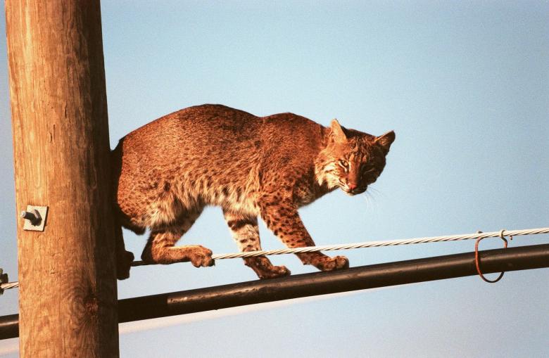 Free stock image of Bobcat on the Rope created by Pixabay