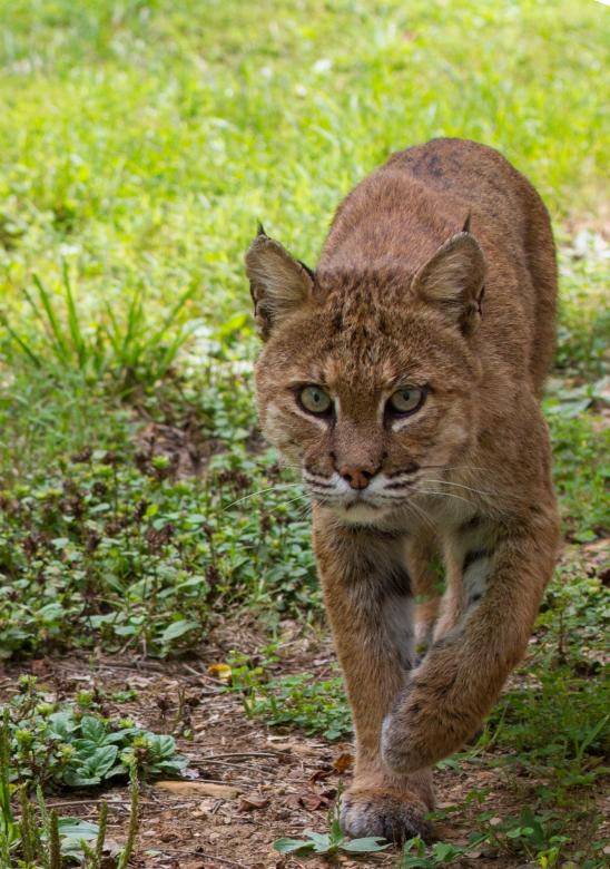 Free stock image of Wild Bobcat created by Pixabay