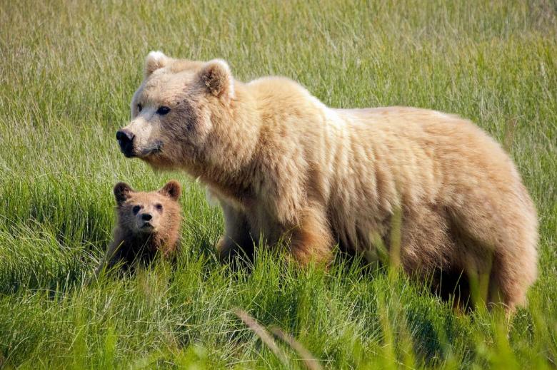 Free stock image of Brown Bears created by Pixabay