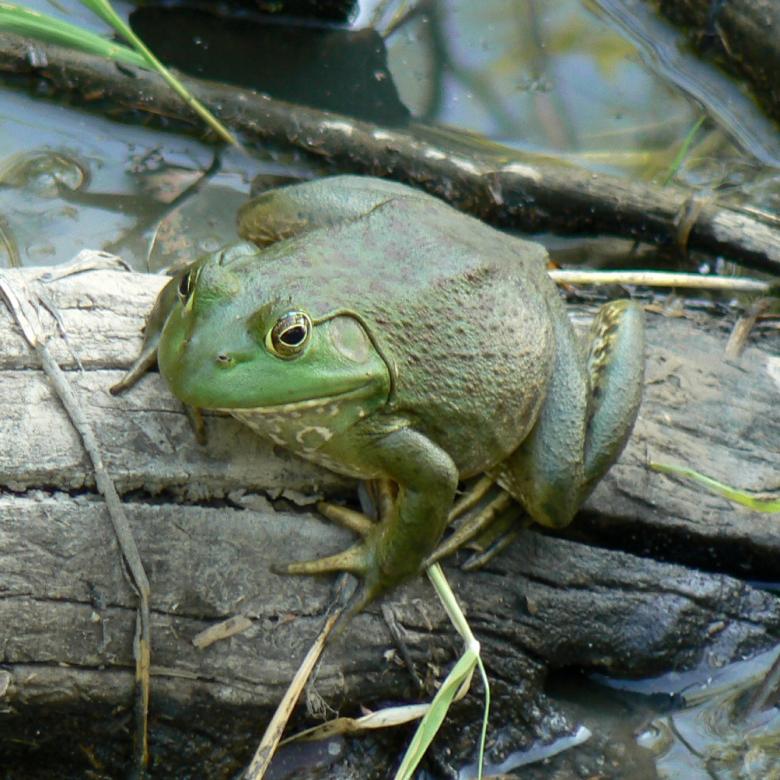 Free stock image of Bullfrog created by Pixabay