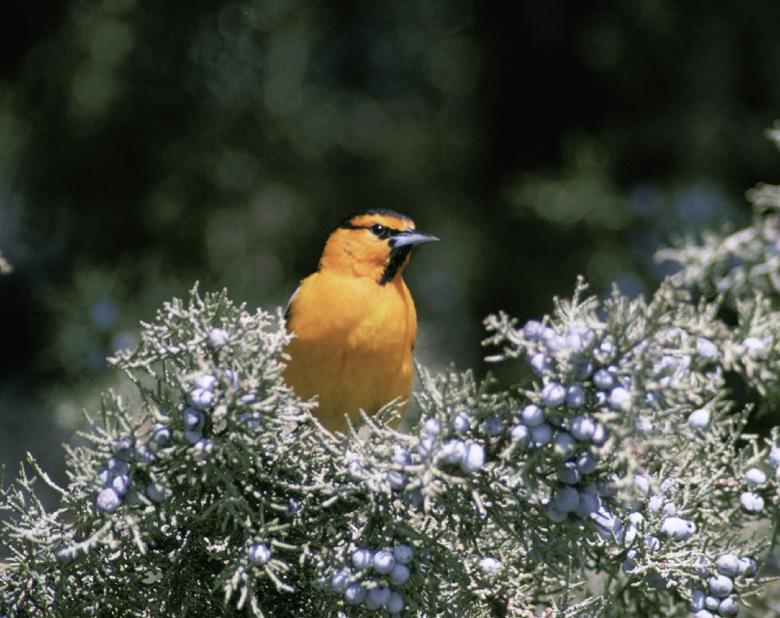 Free stock image of Bullocks Oriole created by Pixabay