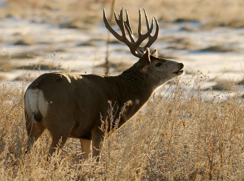 Free stock image of Wild Deer created by Pixabay