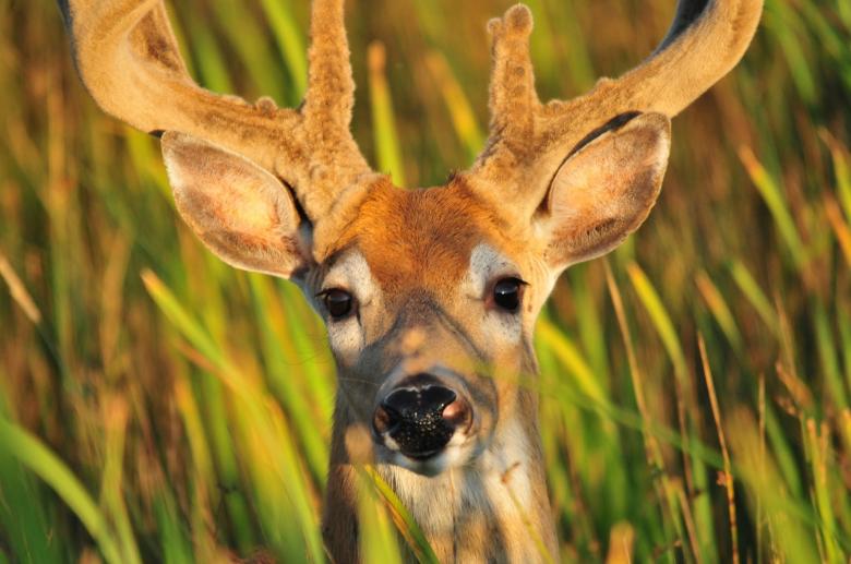 Free stock image of Lonely Deer created by Pixabay