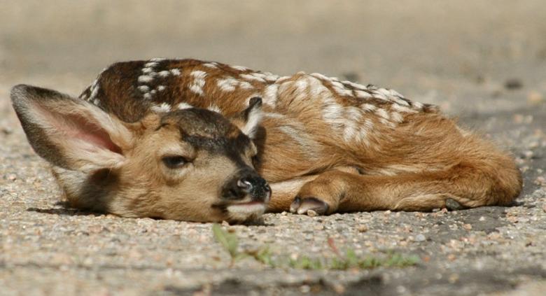 Free stock image of Lonely Deer created by Pixabay