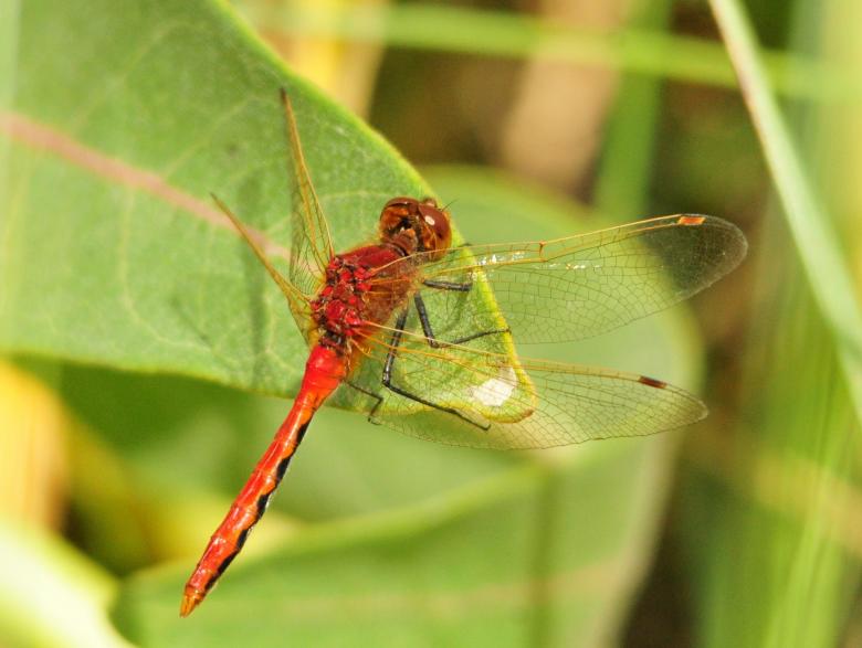 Free stock image of Dragonfly on the Leaf created by Pixabay