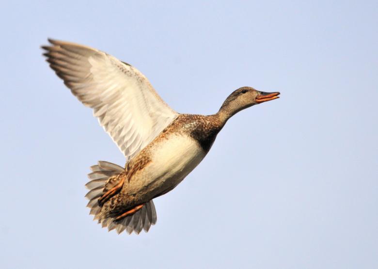 Free stock image of Duck Flying created by Pixabay