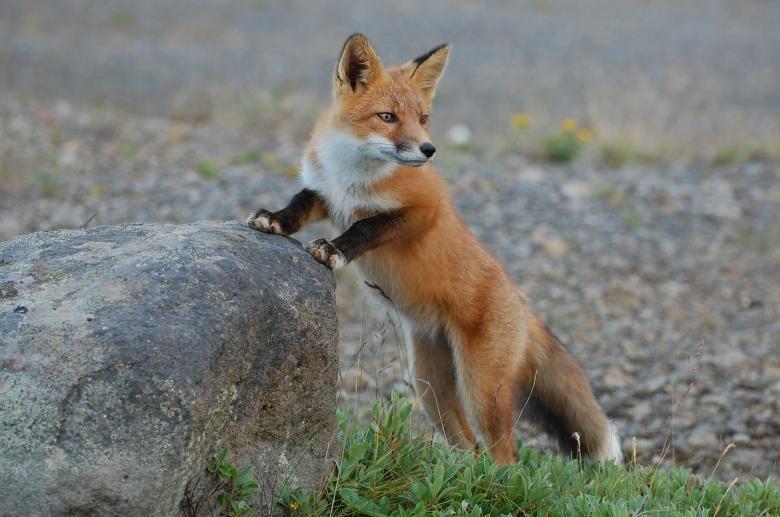 Free stock image of Fox on the Rock created by Pixabay