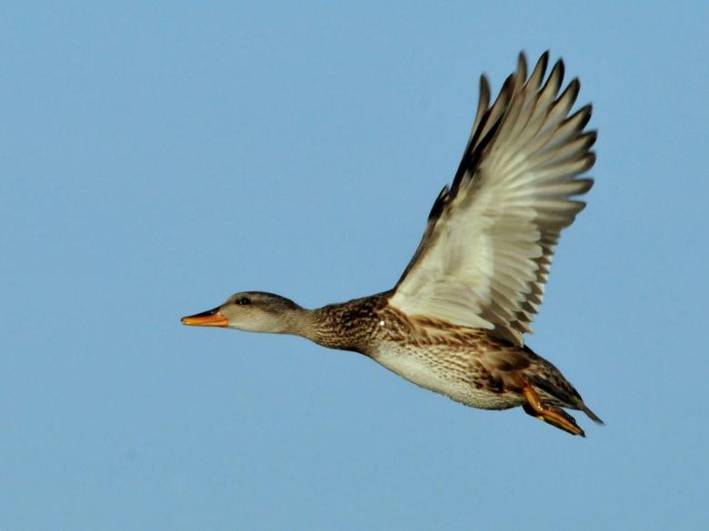 Free stock image of Gadwall Flying created by Pixabay