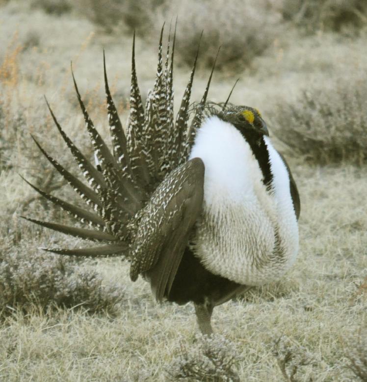 Free stock image of Sage Grouse created by Pixabay