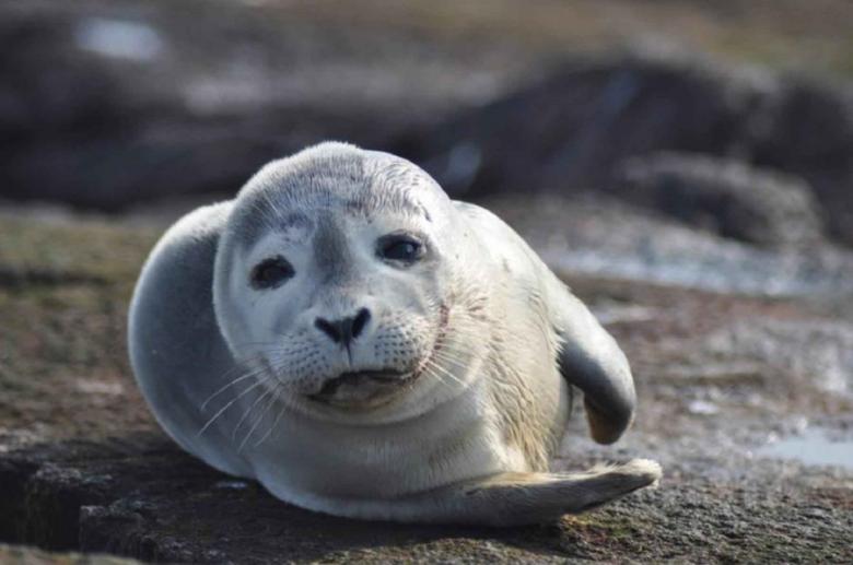 Free stock image of Harbor Seal created by Pixabay