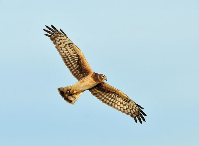 Free stock image of Harrier in the Air created by Pixabay