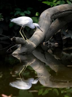 Free Stock Photo of Little Blue Heron