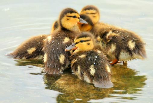 Free Stock Photo of Mallard Ducklings