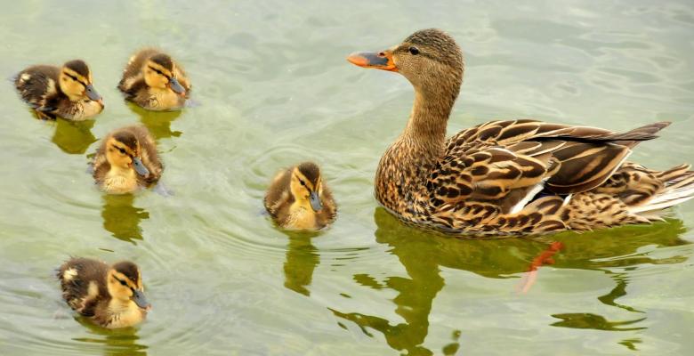 Free stock image of Mallard Ducks created by Pixabay