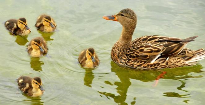 Free Stock Photo of Mallard Ducks