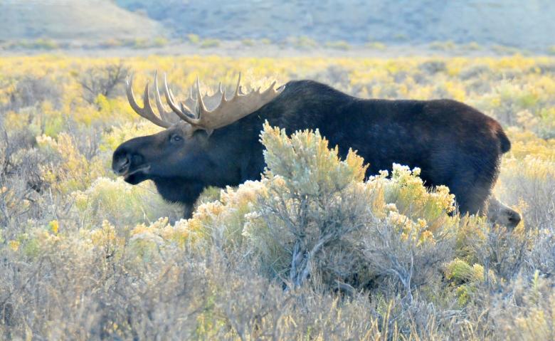 Free stock image of Horny Moose created by Pixabay