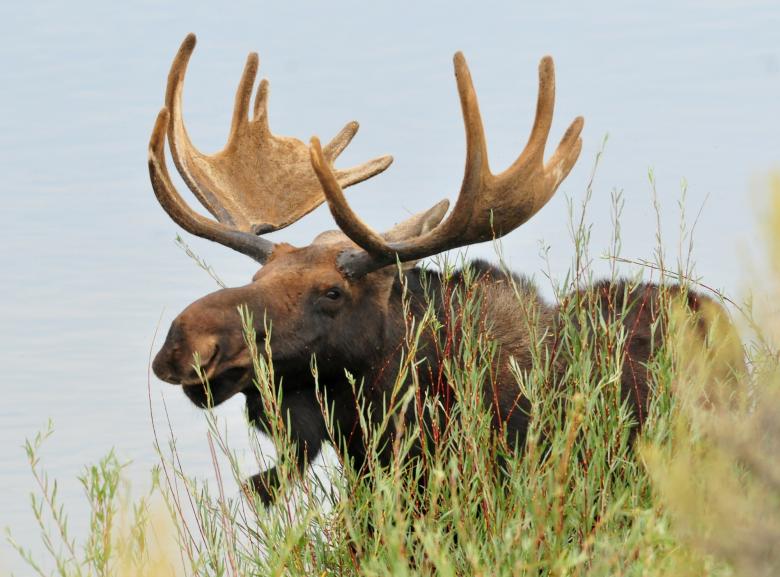 Free stock image of Horny Moose created by Pixabay
