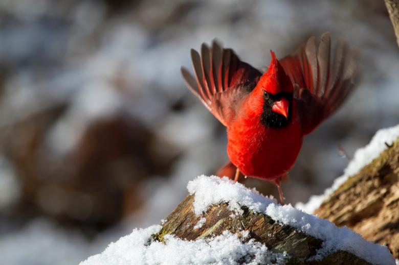 Free stock image of Northern Cardinal created by Pixabay