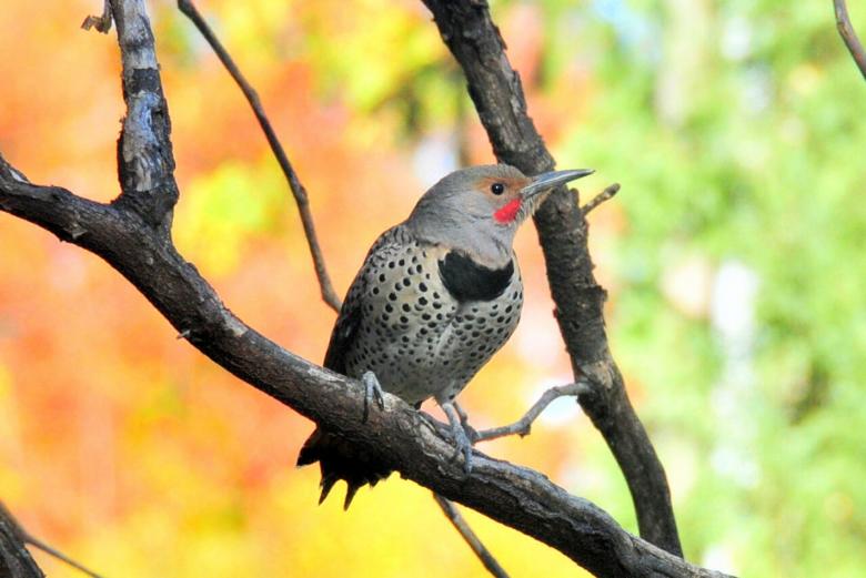 Free stock image of Northern Flicker created by Pixabay