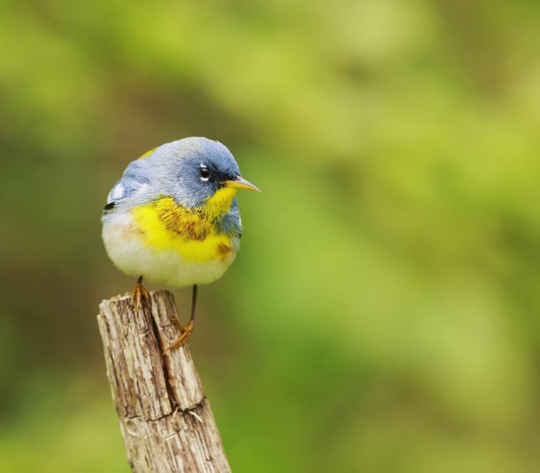 Free stock image of Northern Parula created by Pixabay