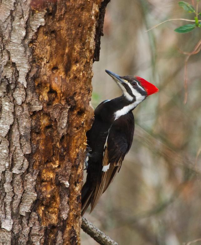 Free stock image of Pileated Woodpecker created by Pixabay