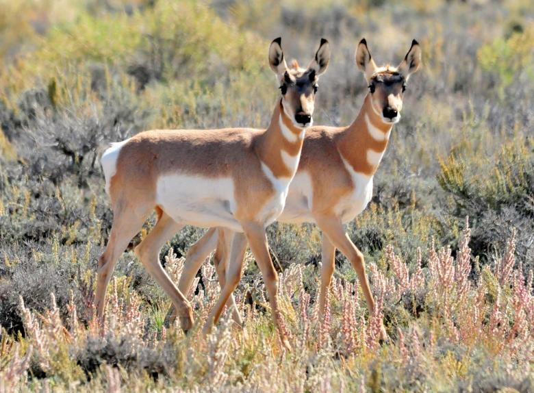 Free stock image of Wild Pronghorn created by Pixabay