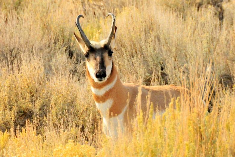 Free stock image of Wild Pronghorn created by Pixabay