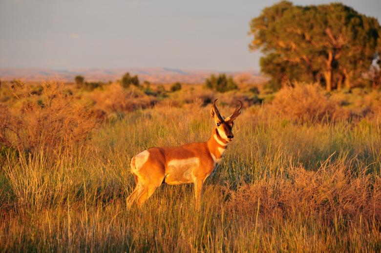 Free stock image of Wild Pronghorn created by Pixabay