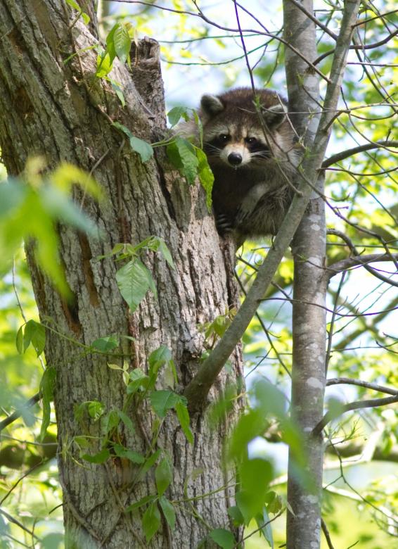 Free stock image of Raccoon on the Tree created by Pixabay