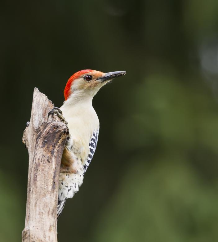 Free stock image of Red Bellied Woodpecker created by Pixabay