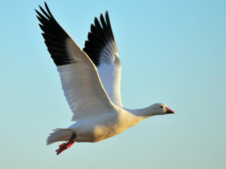 Free stock image of Ross Goose created by Pixabay