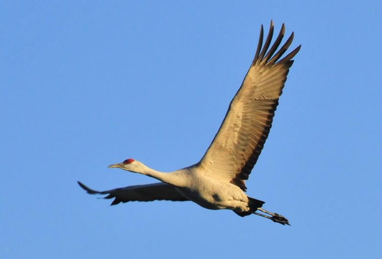 Free stock image of Sandhill Crane created by Pixabay